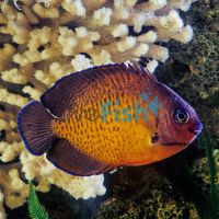 Coral Beauty Angelfish - Medium