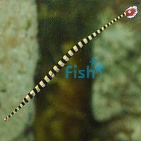 Ringed Pipefish - Medium 