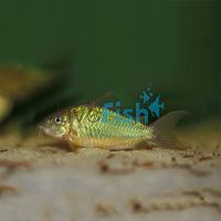Emerald Catfish 3cm