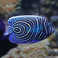 Emperor Angelfish - Medium Juvenile