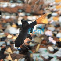 Red Tail Shark 5cm