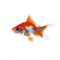 Red & White Fantail 5cm