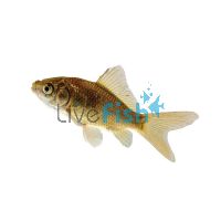 500 x Feeder Goldfish (2.5-3.5cm)	