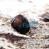 Freshwater Mussel 5cm