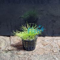 Hairgrass - Pot