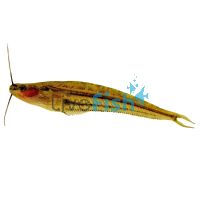 Striped Glass Catfish 5cm