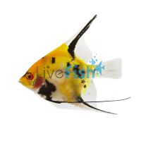 Tri-Colour Angel Fish 4.5cm