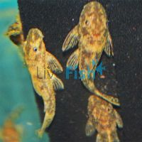 Marble Bristlenose Catfish 3cm