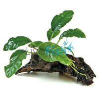 Anubias Coffeefolia - Medium Driftwood