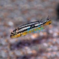 Melanochromis Auratus 3.5cm
