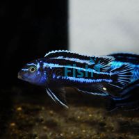 Melanochromis Maingano 4cm