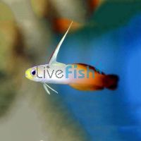 Fire Dartfish Goby - Medium