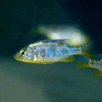 Nimbochromis Venustus 3.5cm