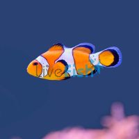Orange & White Clownfish - Medium
