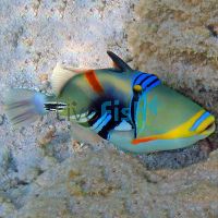 Triggerfish Picasso - Large