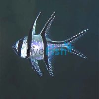 Banggai Cardinalfish - Medium