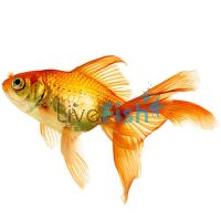 Red Fantail 9cm