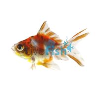 Ryukin Calico Goldfish 7cm