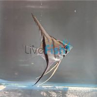 Scalare Angelfish Colombia 4.5cm
