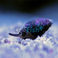 Zombie Sand Scavenging Snail - Small