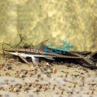 Longnose Whiptail Catfish 8cm