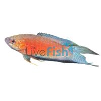 Super Red Paradise Fish 4cm