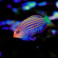 Sixline Wrasse - Small