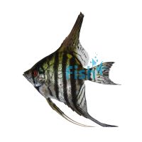 Zebra Lace Angelfish 4.5cm