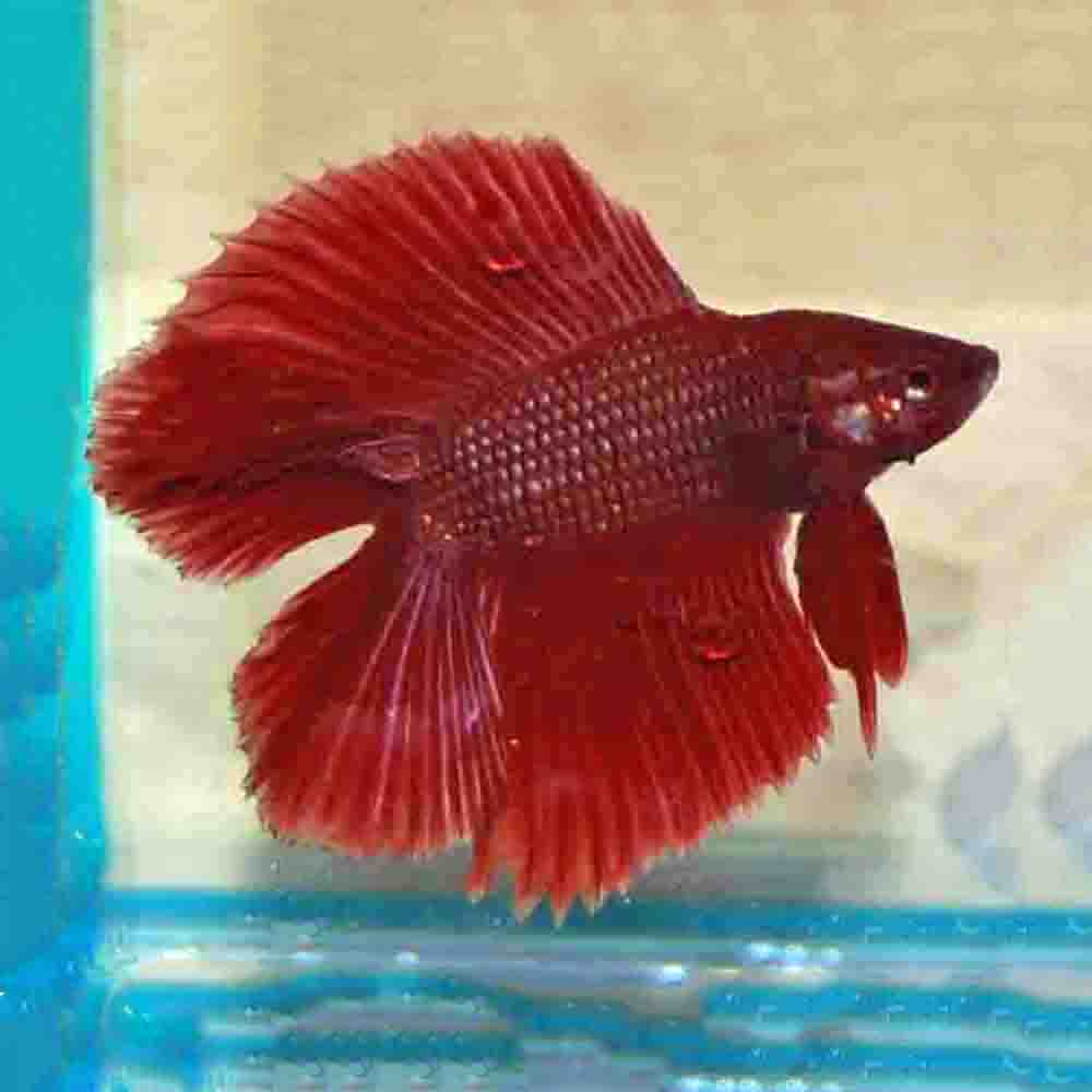 Comp Fighter Fish Chinese Fighter Fish In South Africa