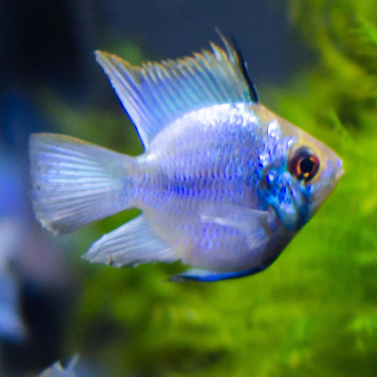Balloon Electric blue Ram 3.5cm