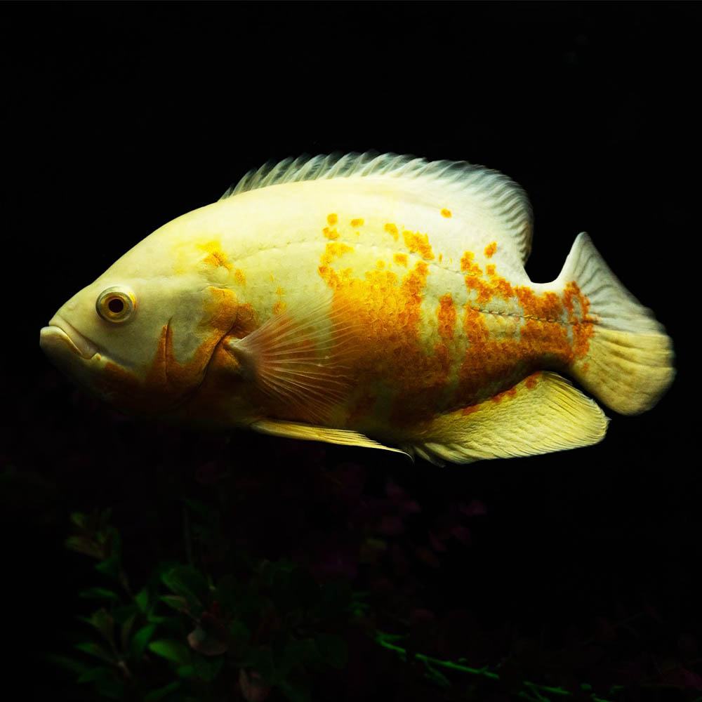 Lemon Tiger Oscar 5cm