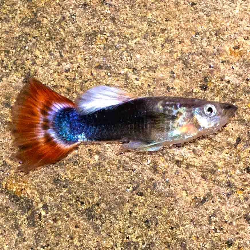 Male Tuxedo Dragon Head Guppy 3.5cm