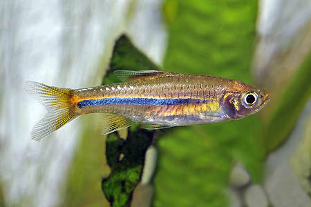 SARAWAK RASBORA Rasbora sarawakensis delivered to your door in Australia