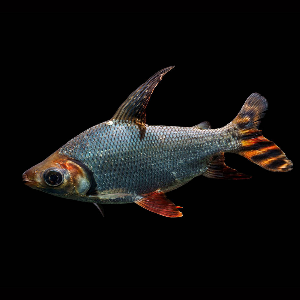 Flagtail Prochilodus Silver 7cm "Delivered to your door in Australia''