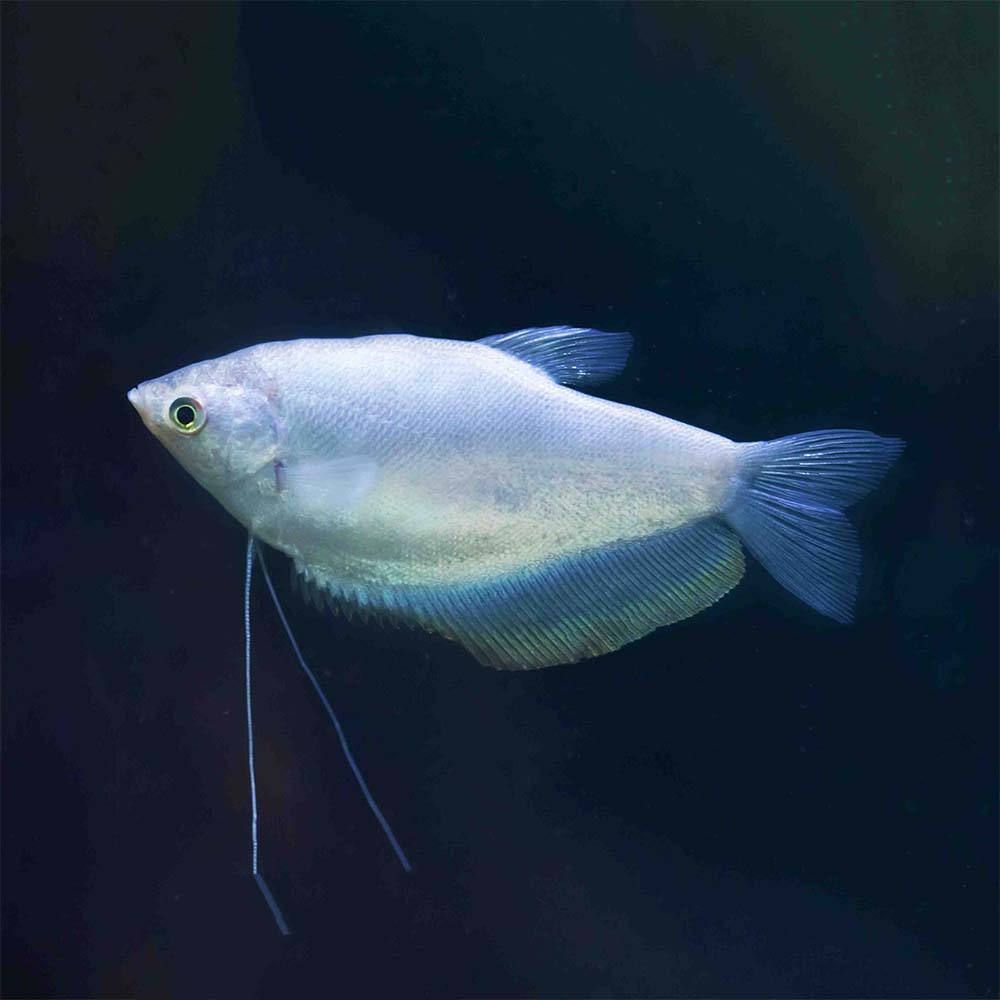 Silver Gourami 5cm 