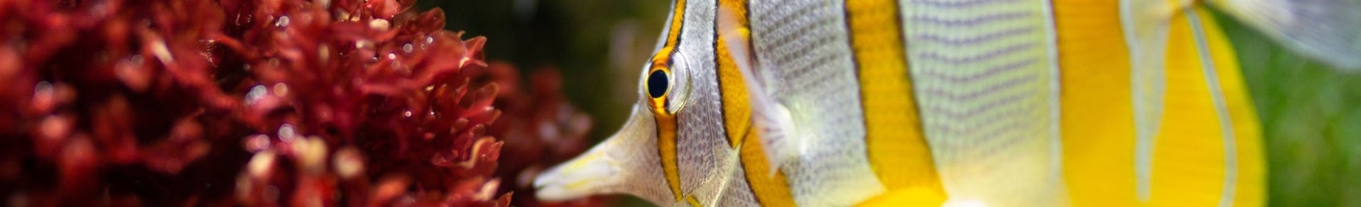 Marine Fish